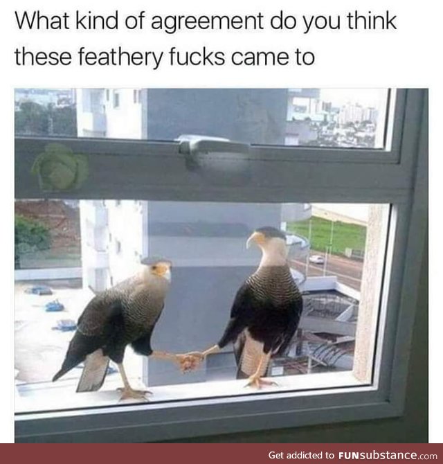 What kind of agreement do you think these feathery f**ks came to