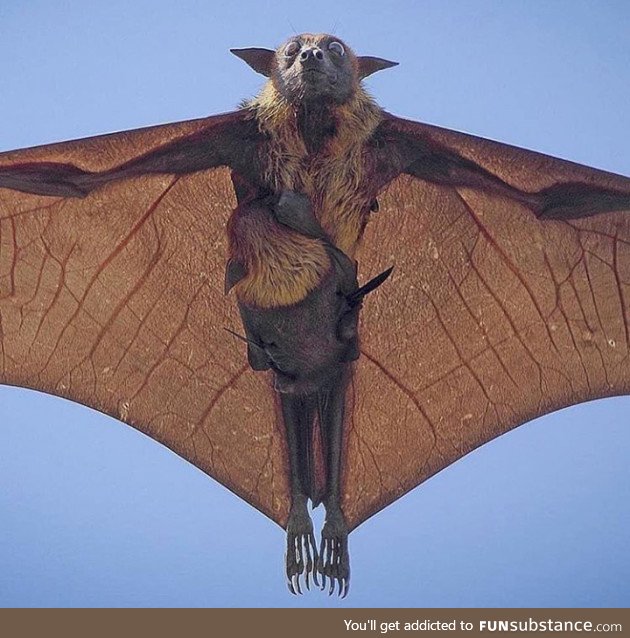 Mamma Indian Flying Fox and her baby