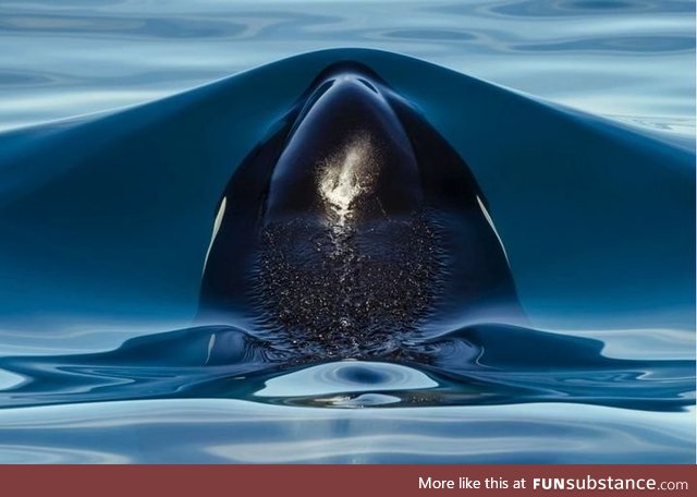 Killer whale about to breach the surface