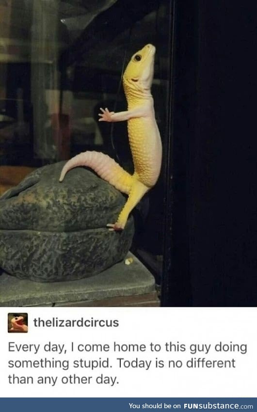 Lizard doing yoga