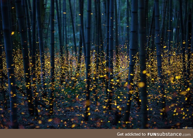 Long exposure of Fireflies in Japan