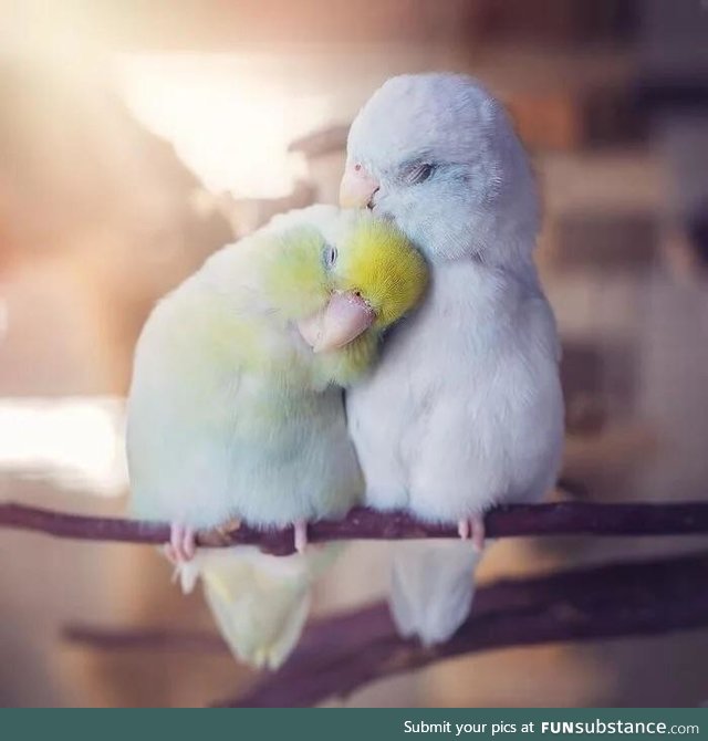 Parrot snuggles