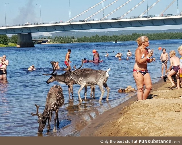 Reindeers cooling off during the heatwave in Rovaniemi, Finland