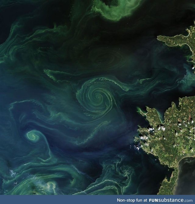 This rich swirl of phytoplankton was captured by one of NASA’s satellites