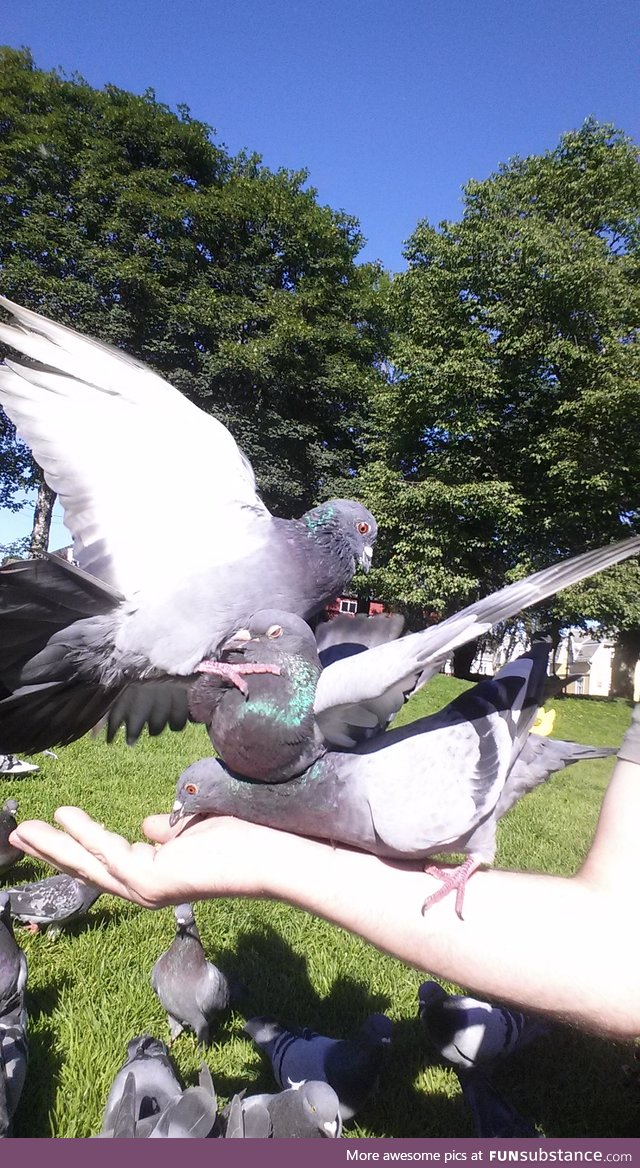 Pigeons have literally zero F**k's to give