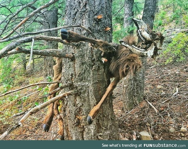 Elk pinned to a tree by an avalanche