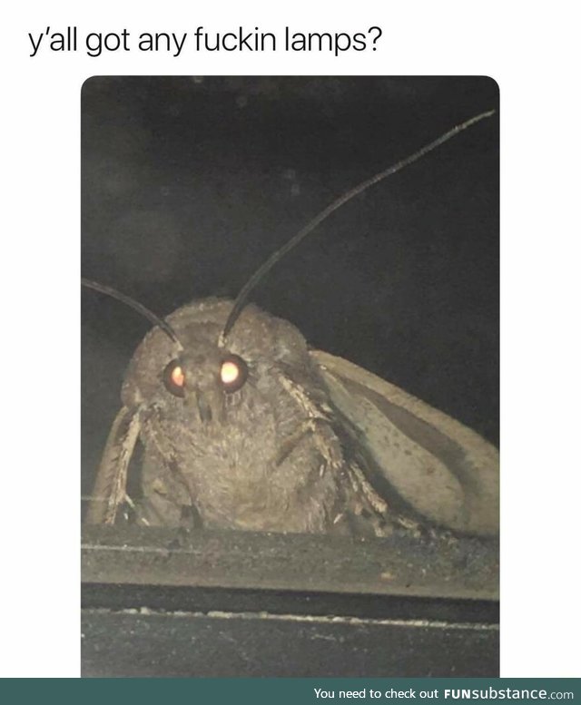 Moth wants lamps