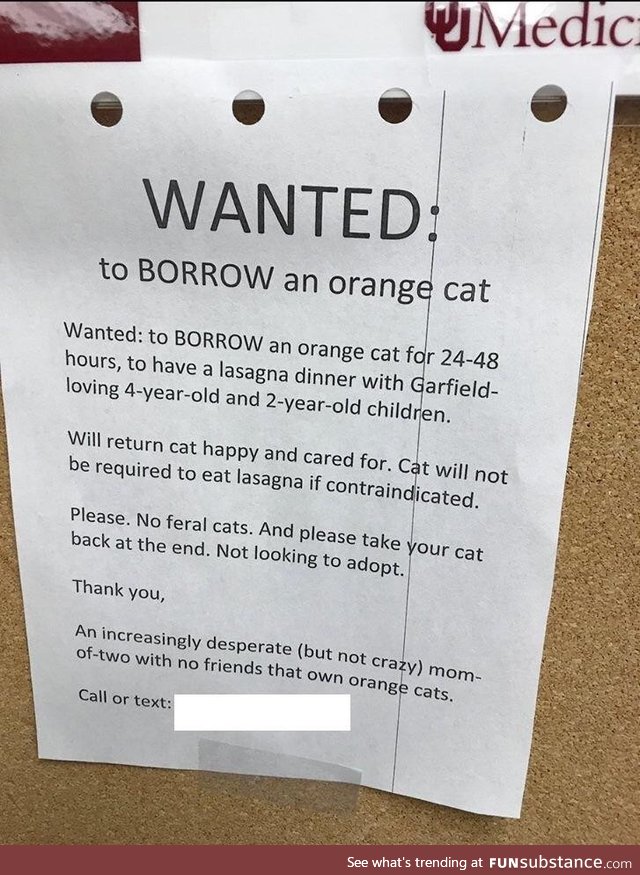 Wanted: Orange cat