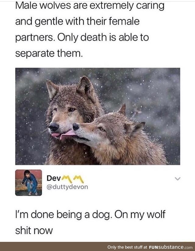 Wolf love