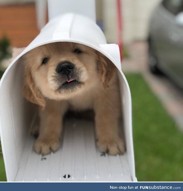 "did.. you order a puppy, honey?"