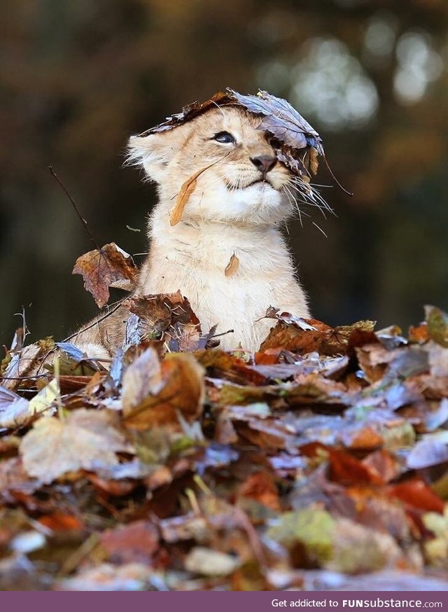 Lion cub playing in a pile of leaves