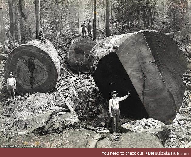 Lumberjacks in California work on giant redwood trees 1920