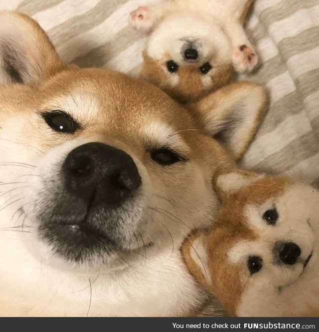 Shiba n friends