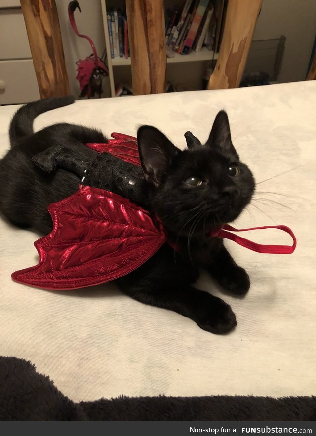 purrrfect costume!