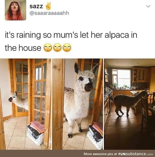 Alpaca in the house