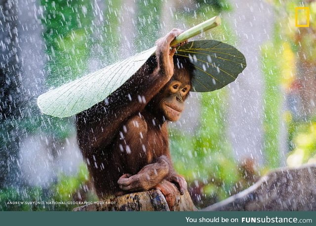 Orangutan using leaf as umbrella