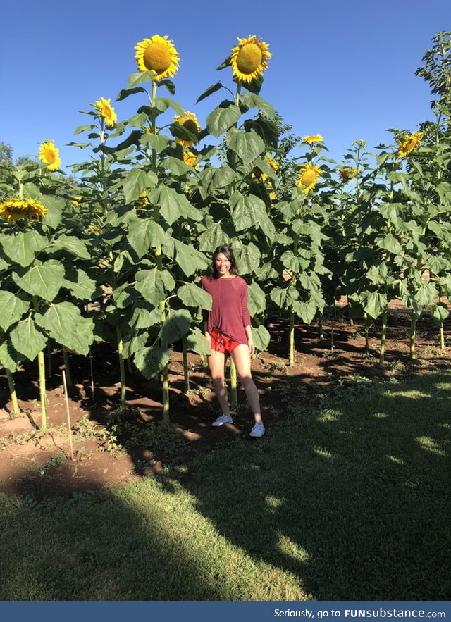 Huge sunflowers
