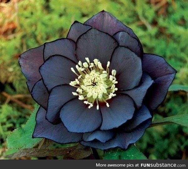 Black hellebore