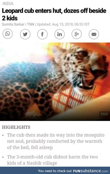 Leopard cub enters hut, [doze]n't eat the children