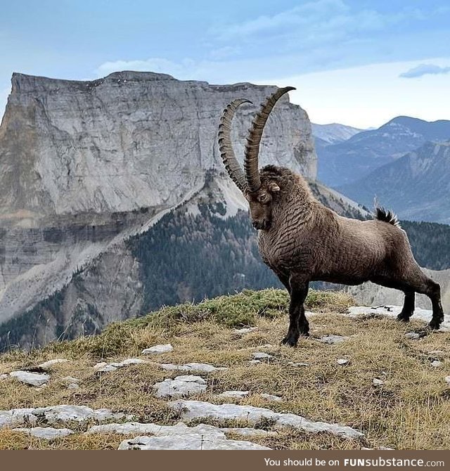 Majestic ibex