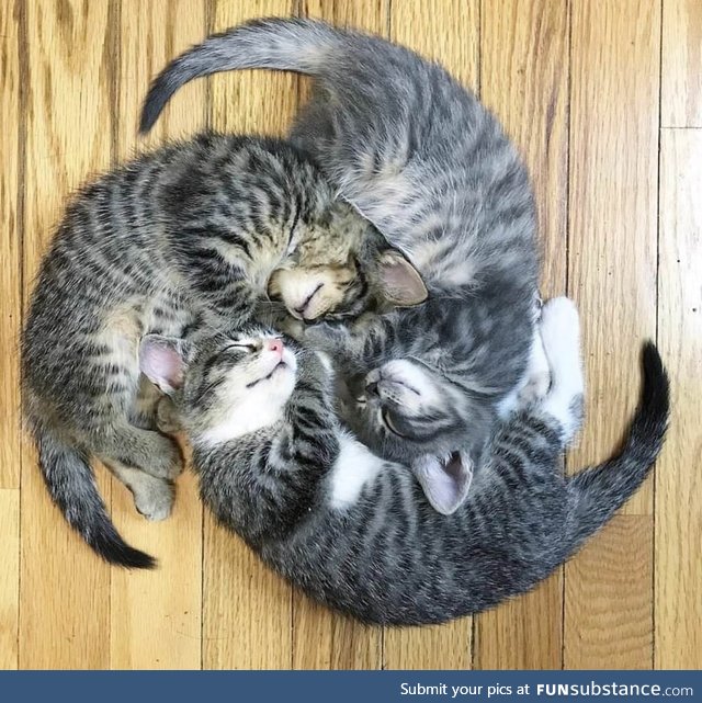 Kitten wheel