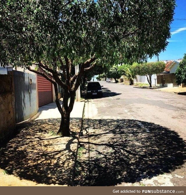 This tree's shadow