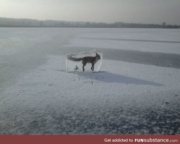 A fox frozen in ice