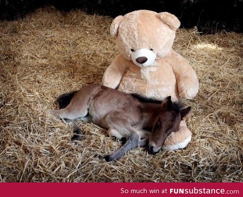 Orphaned foal with its best friend
