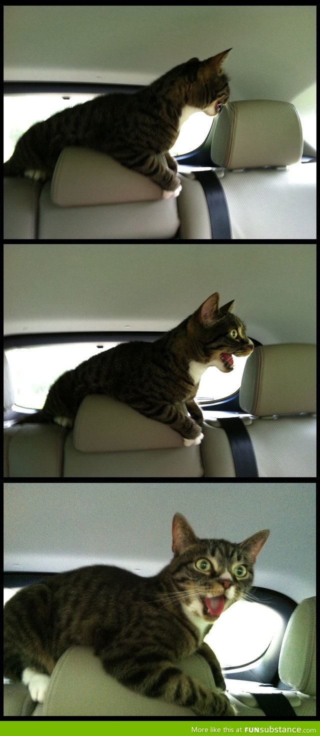 Ms kitty went for a car ride yesterday. She was amazed