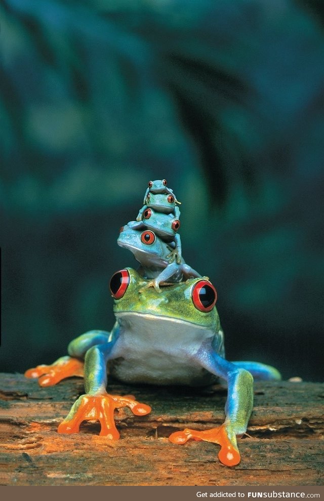 Red eyed tree frog, mother and babies