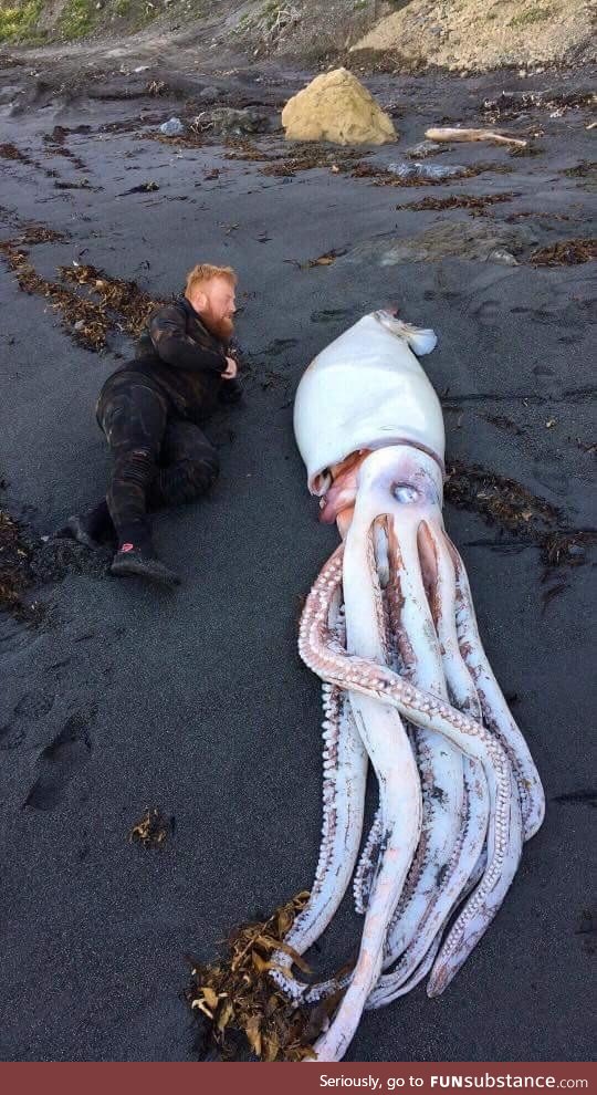 Giant squid washed up in Wellington New Zealand