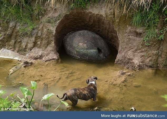 The shell of a Glyptodont--a giant relative of the armadillo that died out ~10,000 years