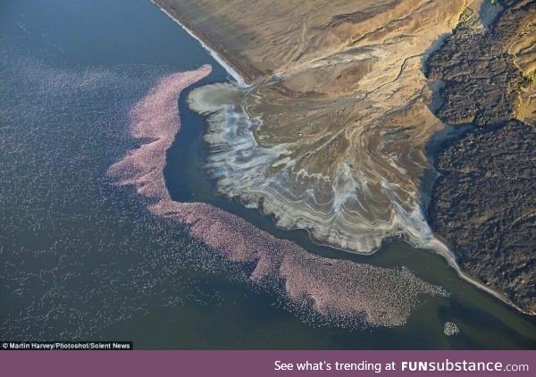 Millions of flamingoes grazing just offshore