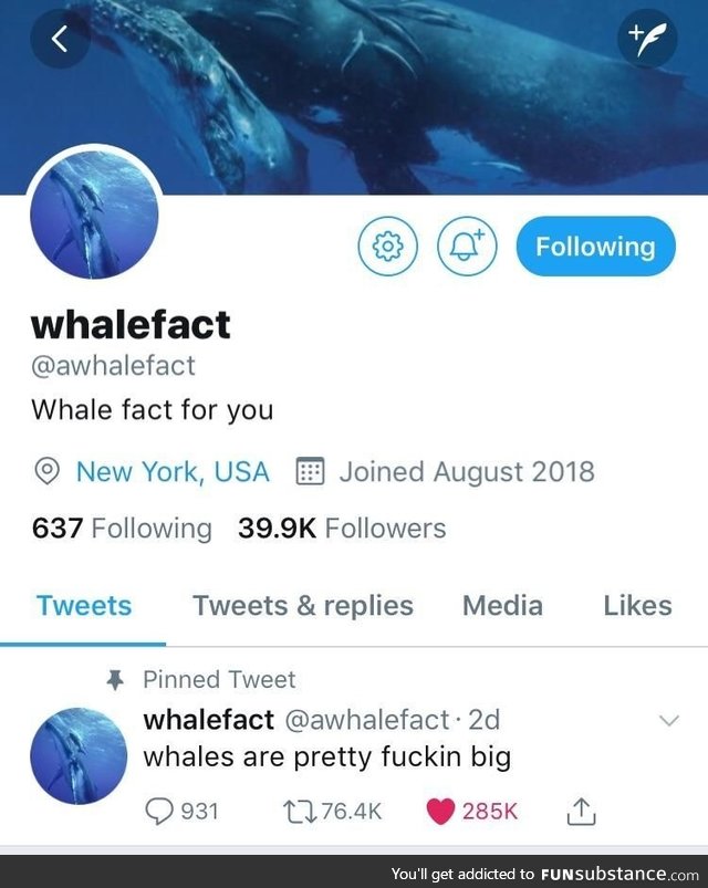 Whale fact
