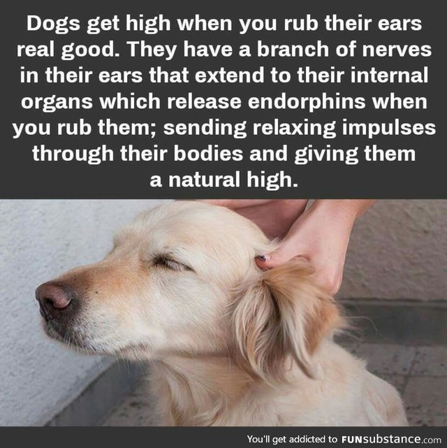 Now I know why my dog always wants more