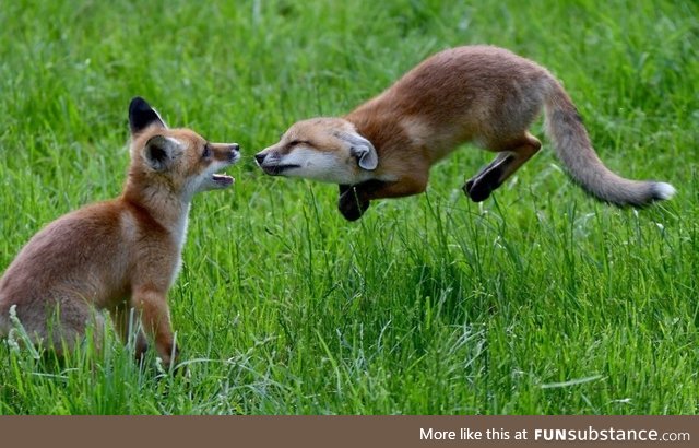 Happy foxes