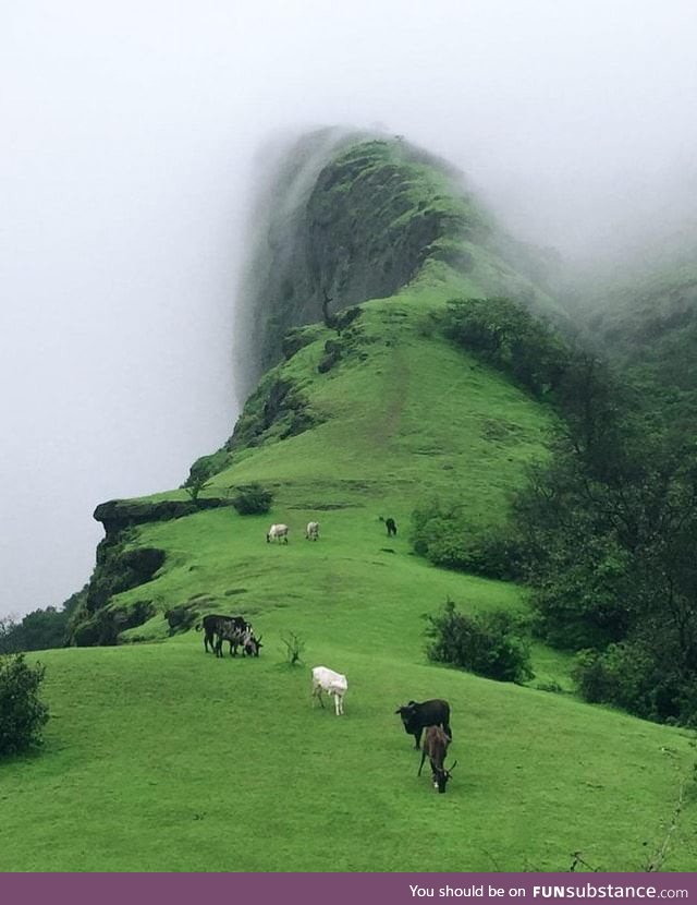 Dream place for cows