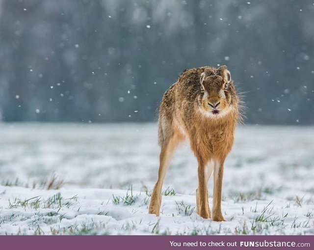 When a hare stretches, it looks like a completely different animal