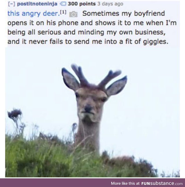 This angry deer