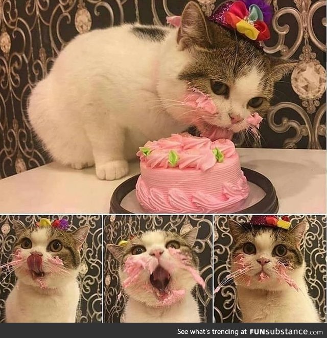 Cat enjoying her bday cake