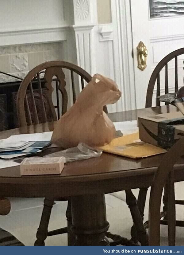 This plastic bag looks exactly like a cat