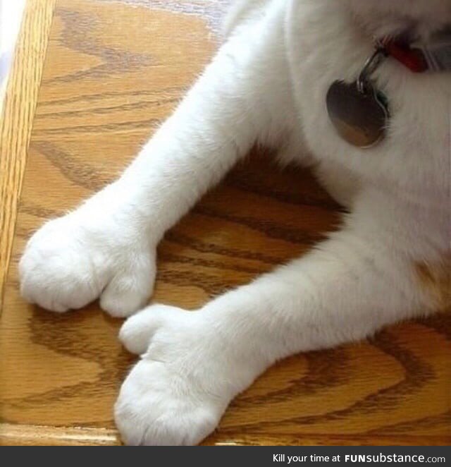 Cat with thumbs