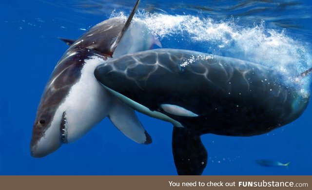 Killer whale attacks a shark