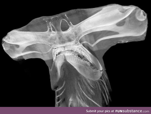 X-ray of a Hammerhead shark