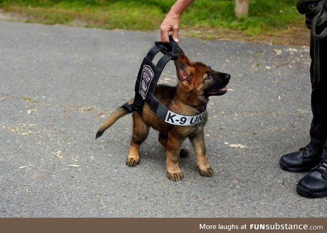 Boston police K-9 tries on his vest that he will grow into