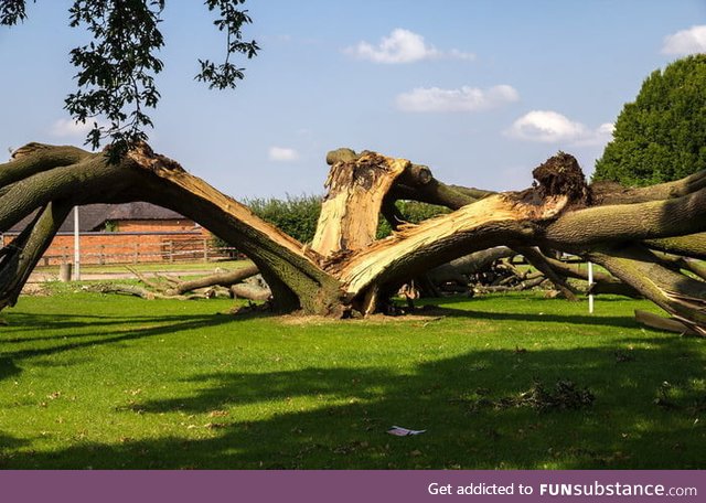 This oak tree was struck by lightning and split into three
