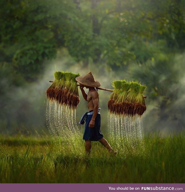 Rice farmer