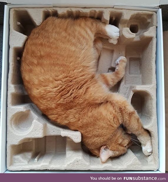 Cat fits packaging perfectly