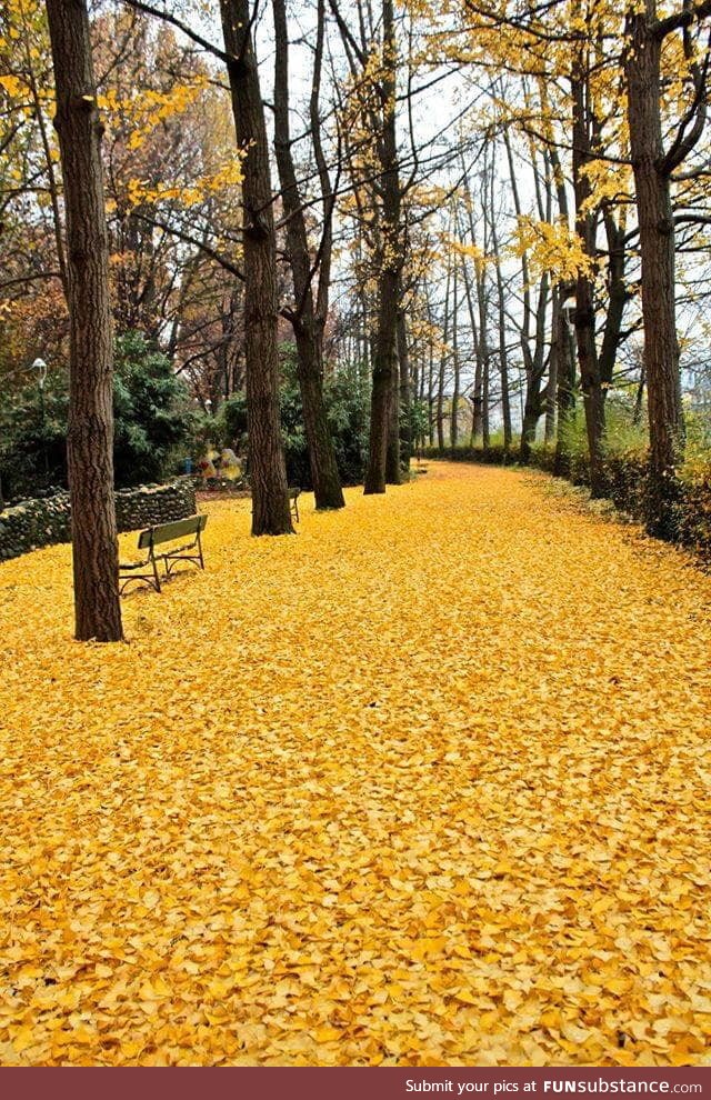 Leaves-covered ground