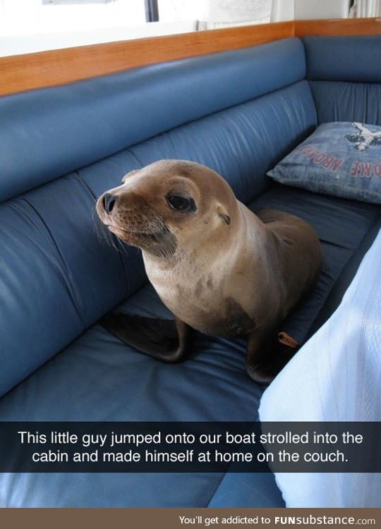 Someone got a guest while they were out to sea